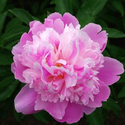 ng体育下载注册截图